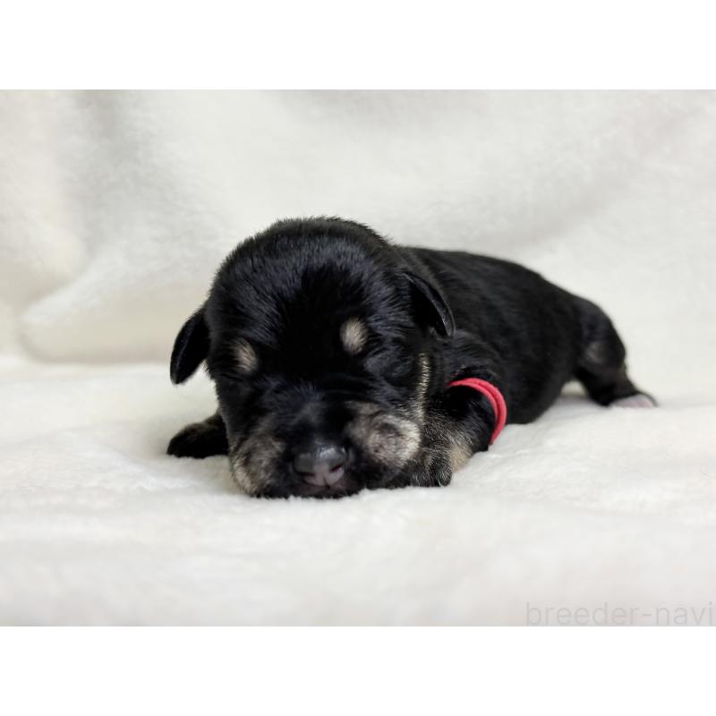 販売中の千葉県のミニチュアシュナウザー-456484の9枚目