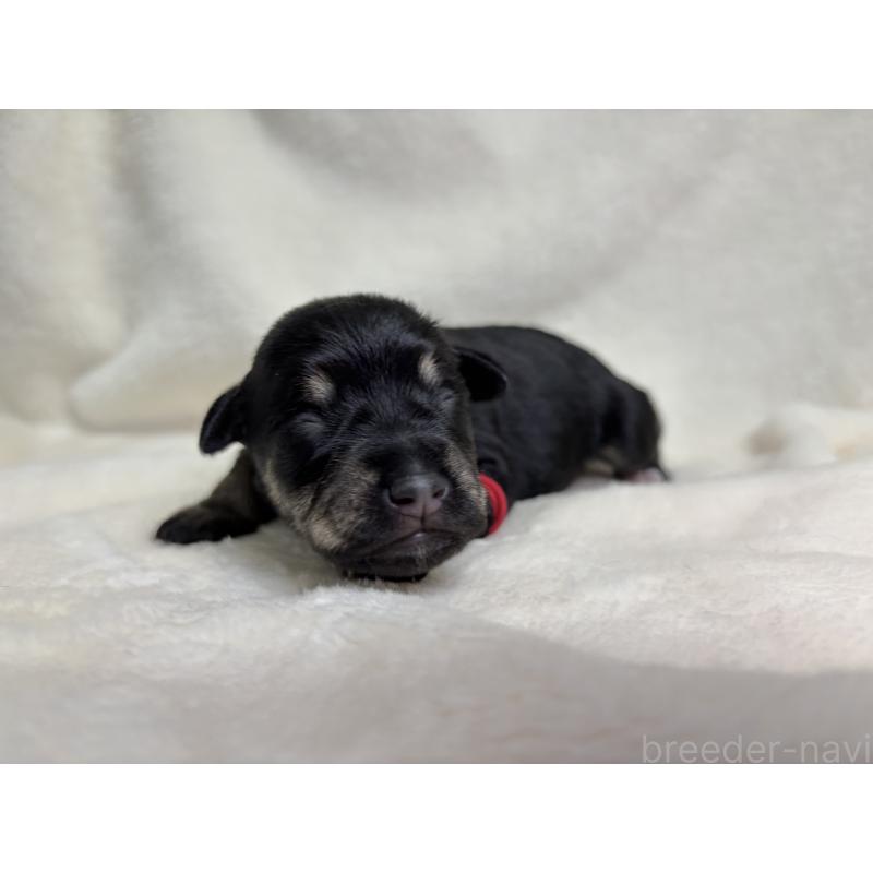 販売中の千葉県のミニチュアシュナウザー-456484の8枚目