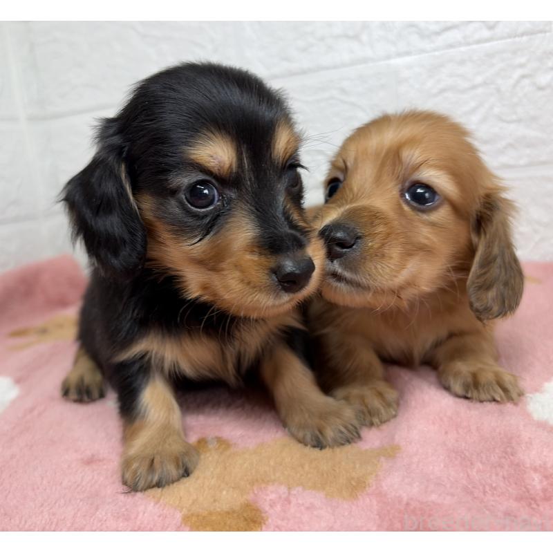 販売中の埼玉県のミニチュアダックスフンド(ロングヘアード)-456480の13枚目