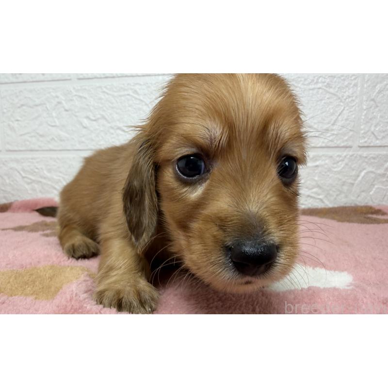 販売中の埼玉県のミニチュアダックスフンド(ロングヘアード)-456480の11枚目