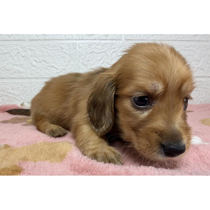 販売中の埼玉県のミニチュアダックスフンド(ロングヘアード)-456480の10枚目