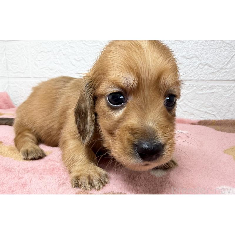 販売中の埼玉県のミニチュアダックスフンド(ロングヘアード)-456480の9枚目