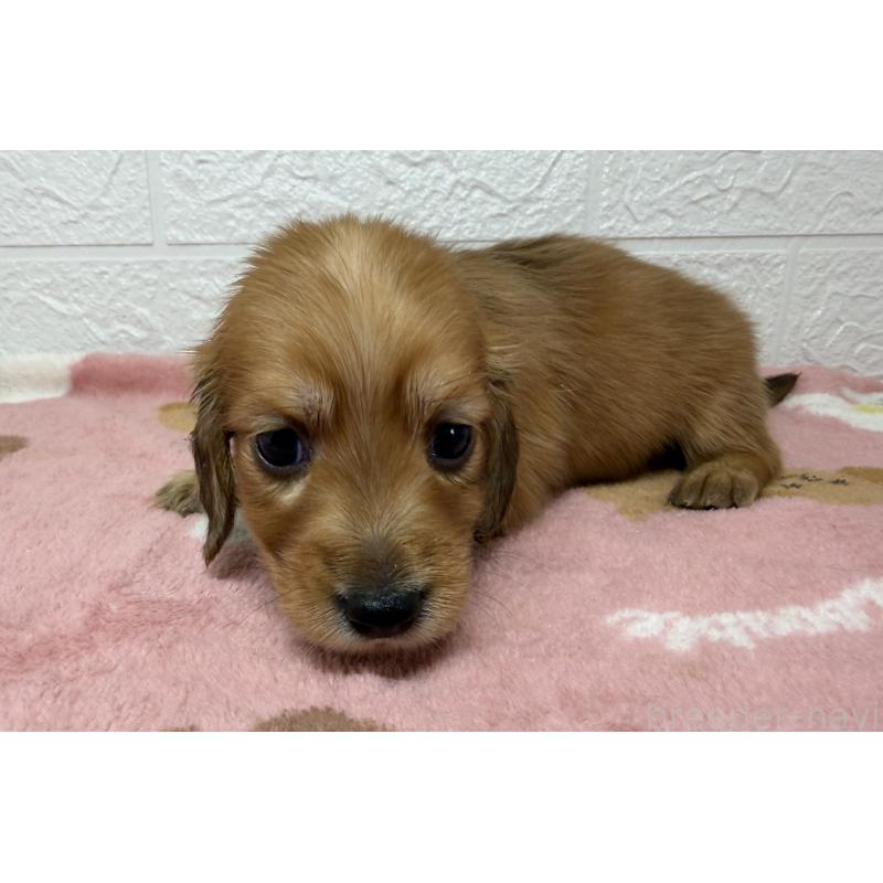 販売中の埼玉県のミニチュアダックスフンド(ロングヘアード)-456480の8枚目