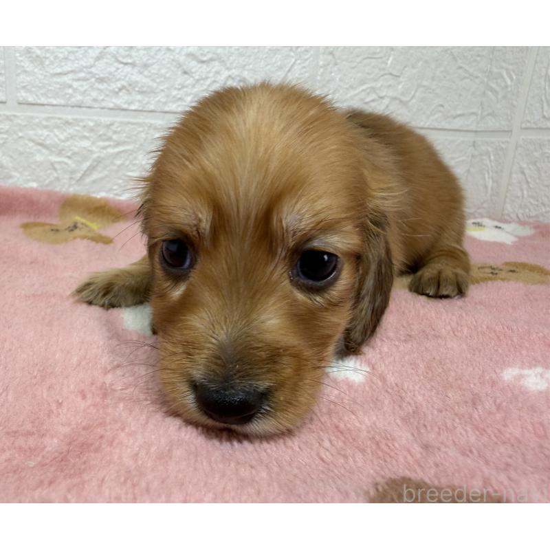 販売中の埼玉県のミニチュアダックスフンド(ロングヘアード)-456480の7枚目