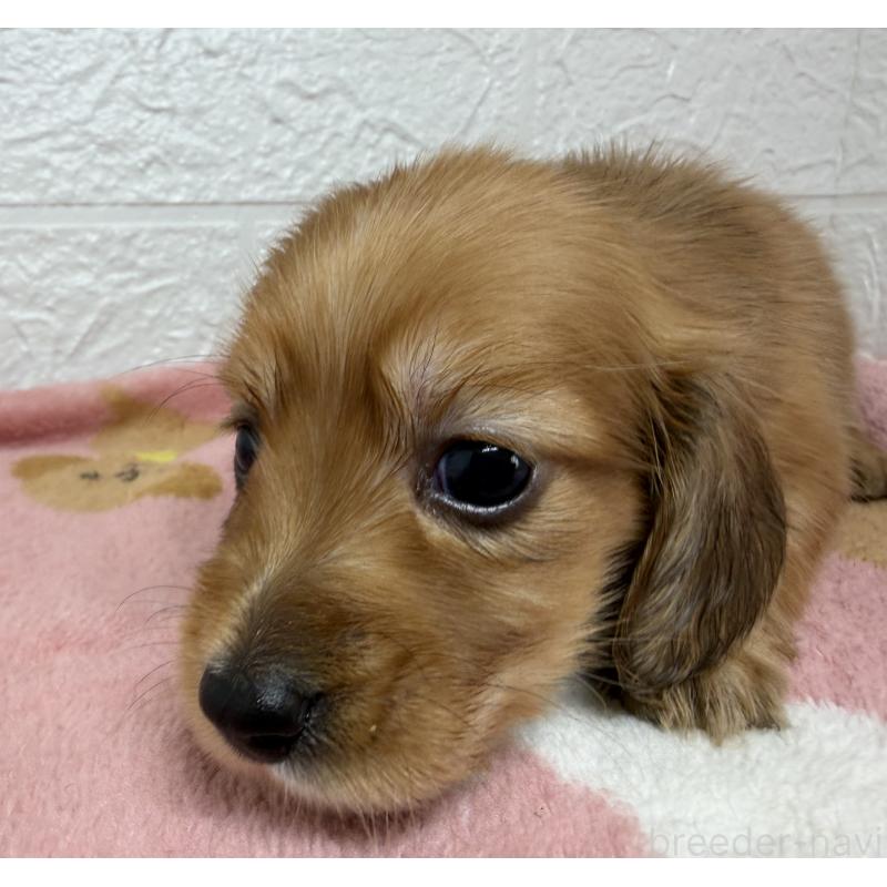 販売中の埼玉県のミニチュアダックスフンド(ロングヘアード)-456480の6枚目