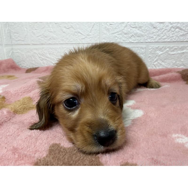 販売中の埼玉県のミニチュアダックスフンド(ロングヘアード)-456480の5枚目