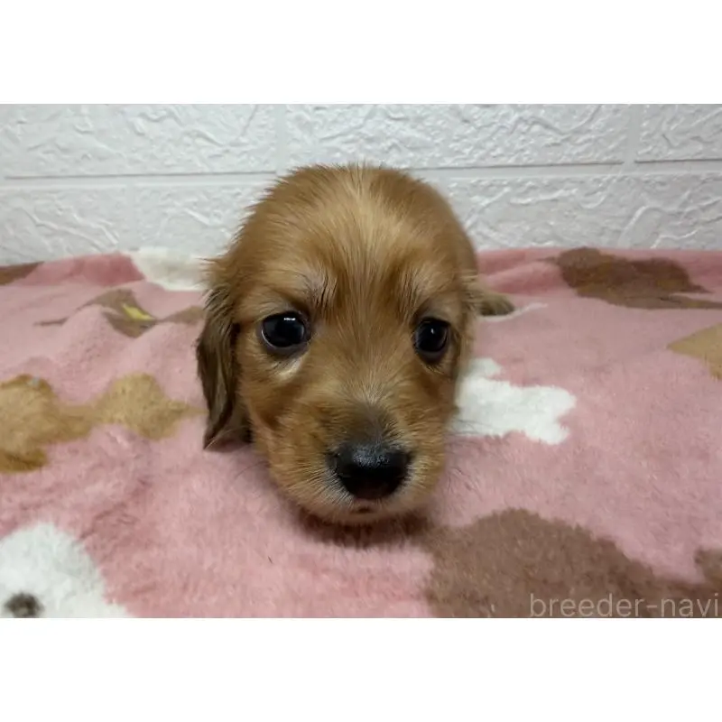 販売中の埼玉県のミニチュアダックスフンド(ロングヘアード)-456480の4枚目