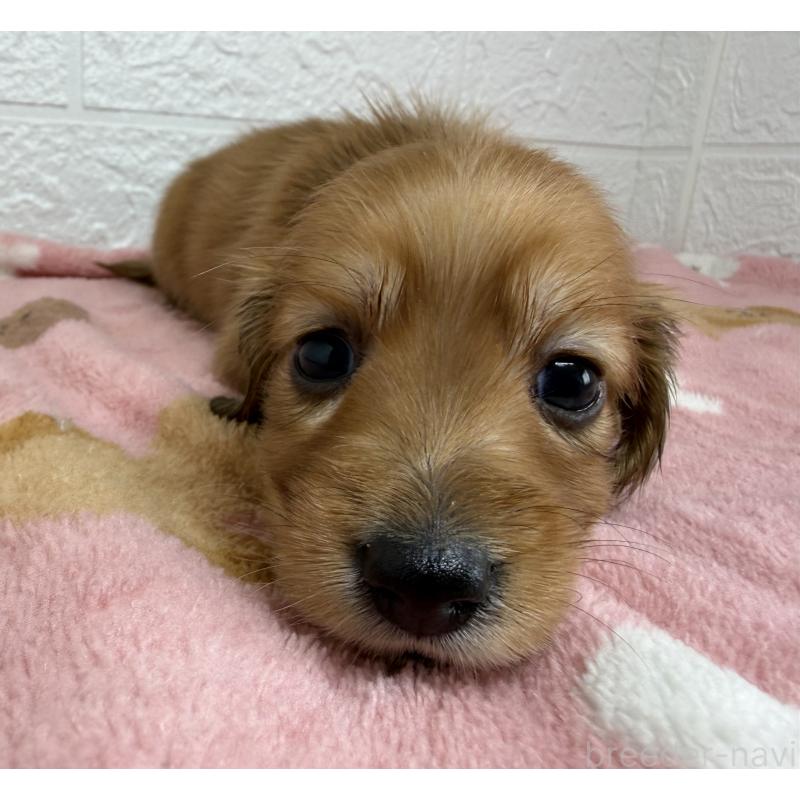 販売中の埼玉県のミニチュアダックスフンド(ロングヘアード)-456480の3枚目