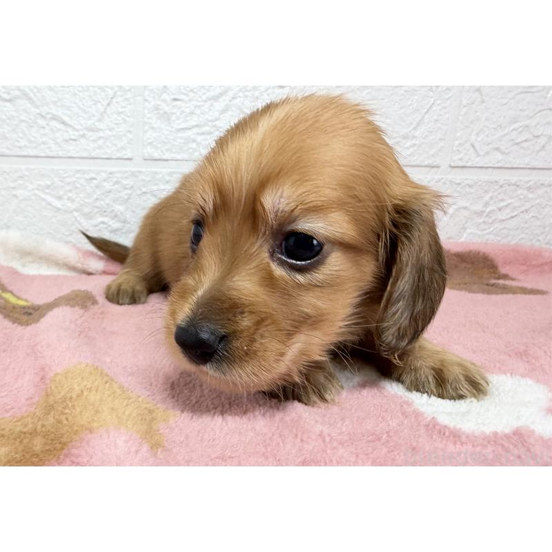 販売中の埼玉県のミニチュアダックスフンド(ロングヘアード)-456480の2枚目