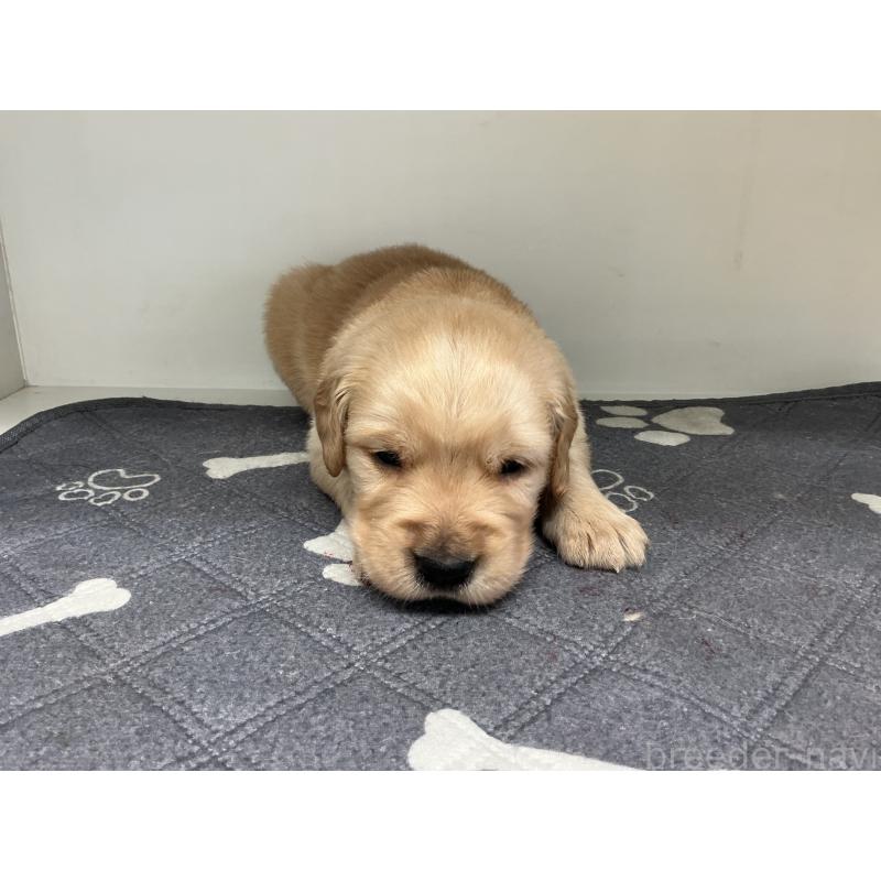 販売中の山形県のゴールデンレトリーバー-456481の6枚目