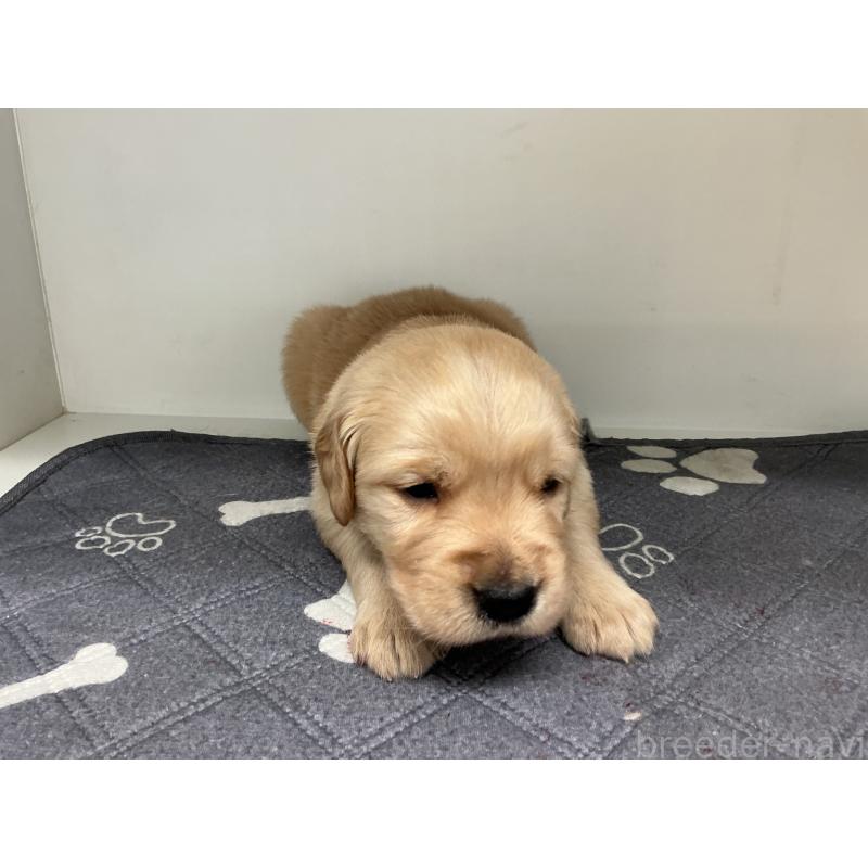 販売中の山形県のゴールデンレトリーバー-456481の5枚目