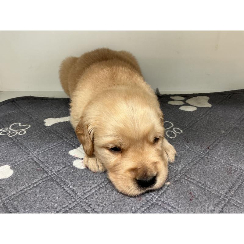 販売中の山形県のゴールデンレトリーバー-456481の4枚目