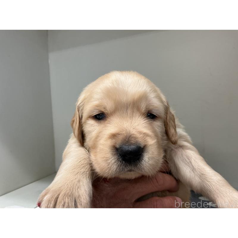 販売中の山形県のゴールデンレトリーバー-456481の3枚目