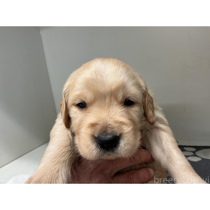 販売中の山形県のゴールデンレトリーバー-456481の2枚目