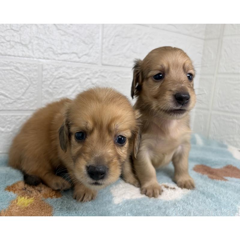 販売中の埼玉県のミニチュアダックスフンド(ロングヘアード)-456483の12枚目