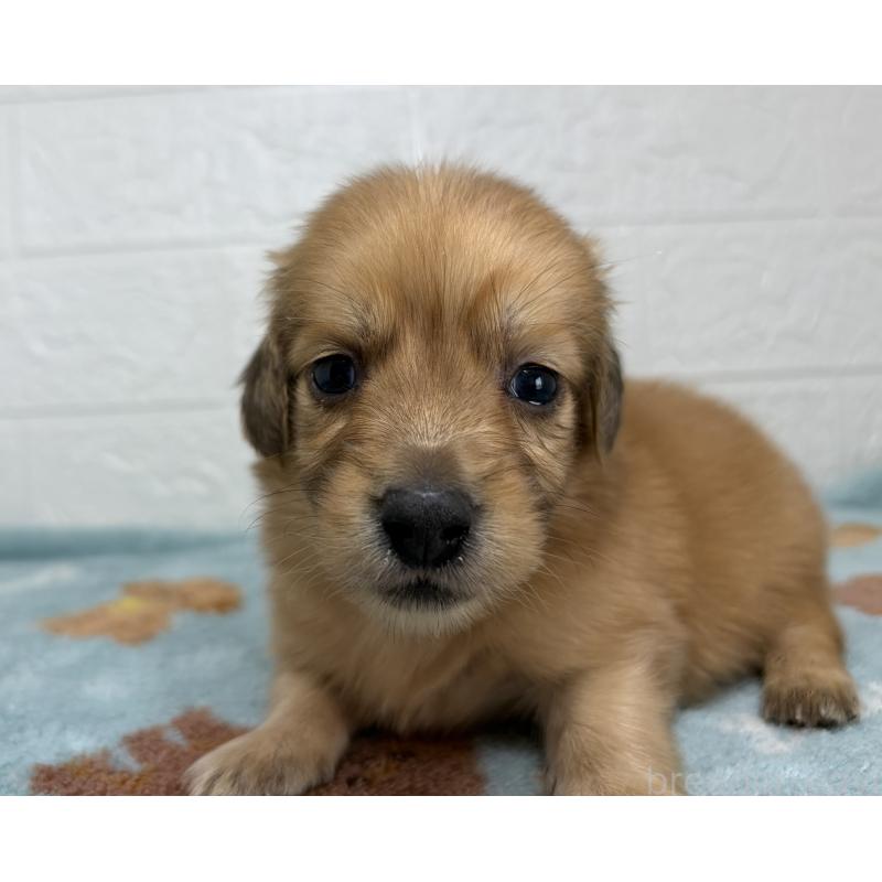 販売中の埼玉県のミニチュアダックスフンド(ロングヘアード)-456483の10枚目