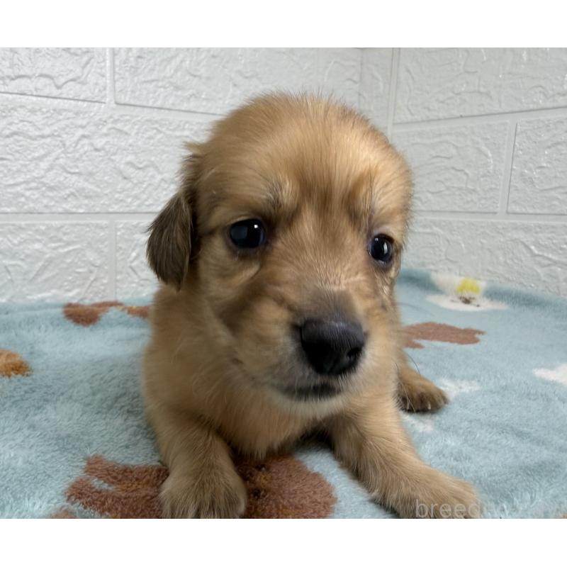 販売中の埼玉県のミニチュアダックスフンド(ロングヘアード)-456483の9枚目