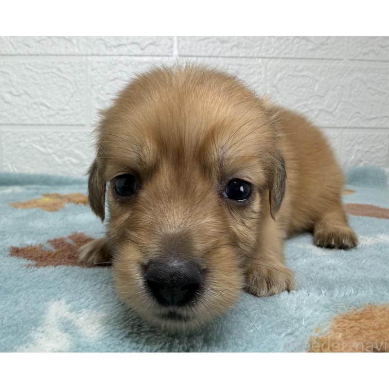 販売中の埼玉県のミニチュアダックスフンド(ロングヘアード)-456483の8枚目