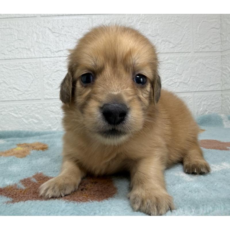 販売中の埼玉県のミニチュアダックスフンド(ロングヘアード)-456483の7枚目