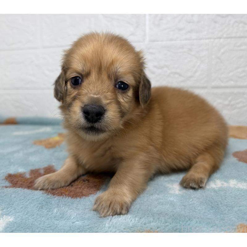 販売中の埼玉県のミニチュアダックスフンド(ロングヘアード)-456483の6枚目