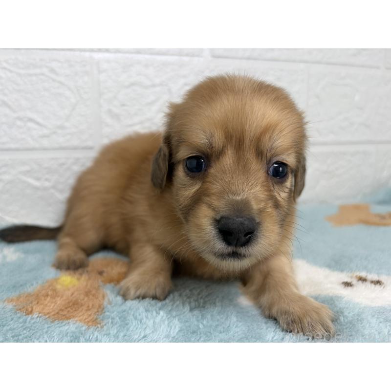 販売中の埼玉県のミニチュアダックスフンド(ロングヘアード)-456483の5枚目