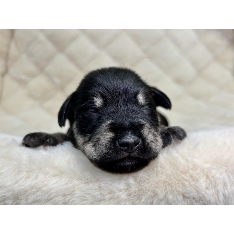 販売中の千葉県のミニチュアシュナウザー-456484の7枚目