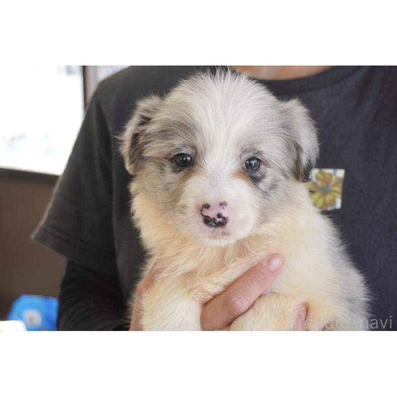 販売中の熊本県のボーダーコリー-456482の15枚目