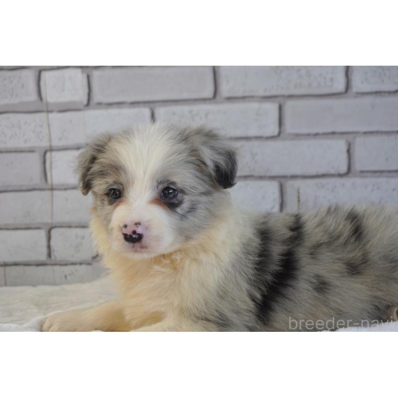 販売中の熊本県のボーダーコリー-456482の14枚目