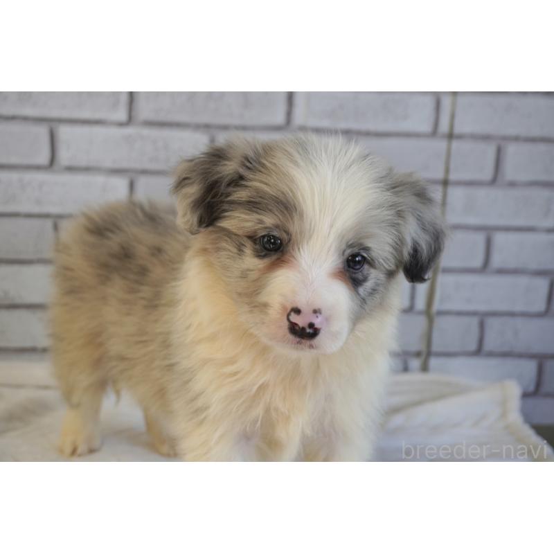 販売中の熊本県のボーダーコリー-456482の13枚目