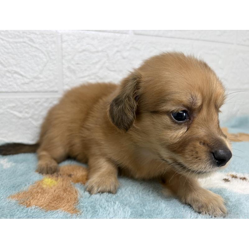 販売中の埼玉県のミニチュアダックスフンド(ロングヘアード)-456483の4枚目