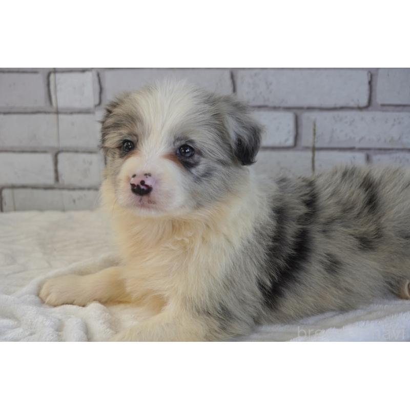 販売中の熊本県のボーダーコリー-456482の12枚目