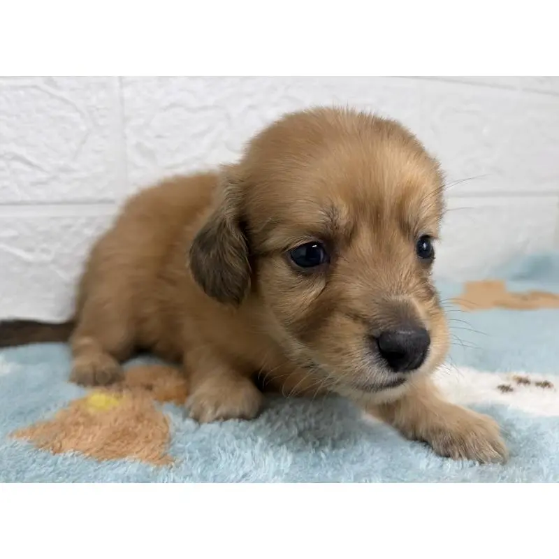 販売中の埼玉県のミニチュアダックスフンド(ロングヘアード)-456483の3枚目