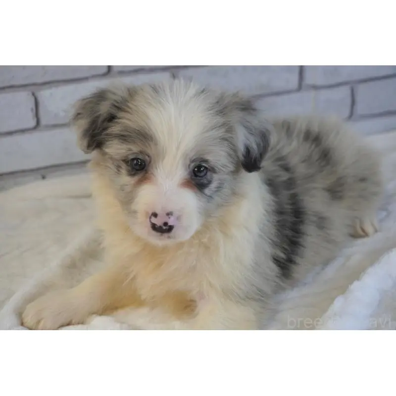 販売中の熊本県のボーダーコリー-456482の11枚目