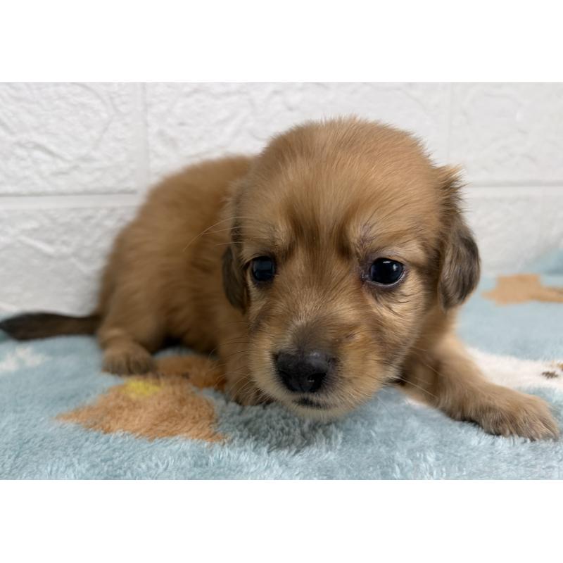 販売中の埼玉県のミニチュアダックスフンド(ロングヘアード)-456483の2枚目