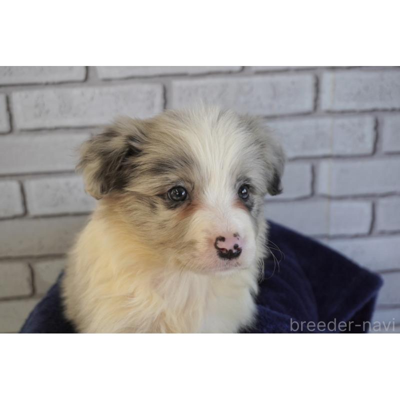 販売中の熊本県のボーダーコリー-456482の10枚目