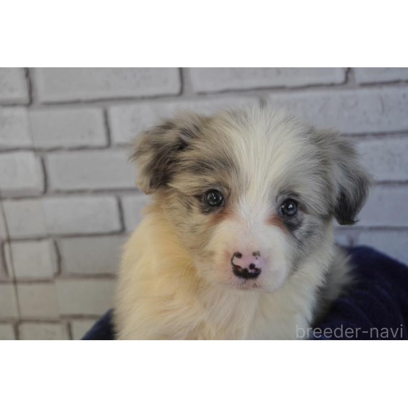 販売中の熊本県のボーダーコリー-456482の9枚目