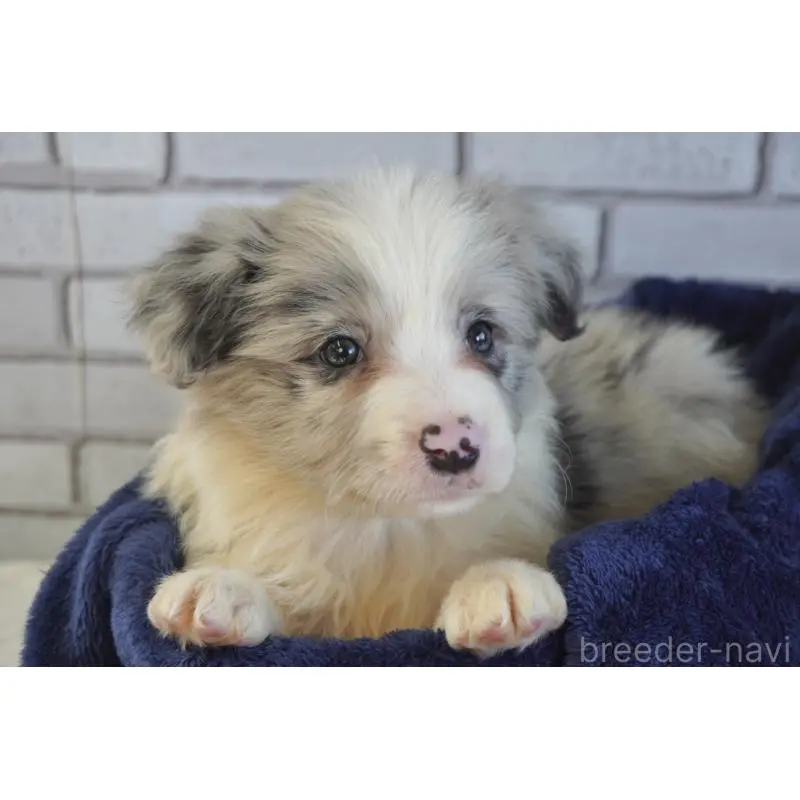 販売中の熊本県のボーダーコリー-456482の8枚目