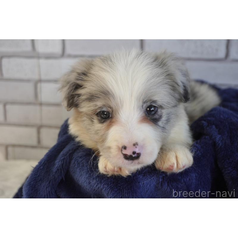 販売中の熊本県のボーダーコリー-456482の7枚目