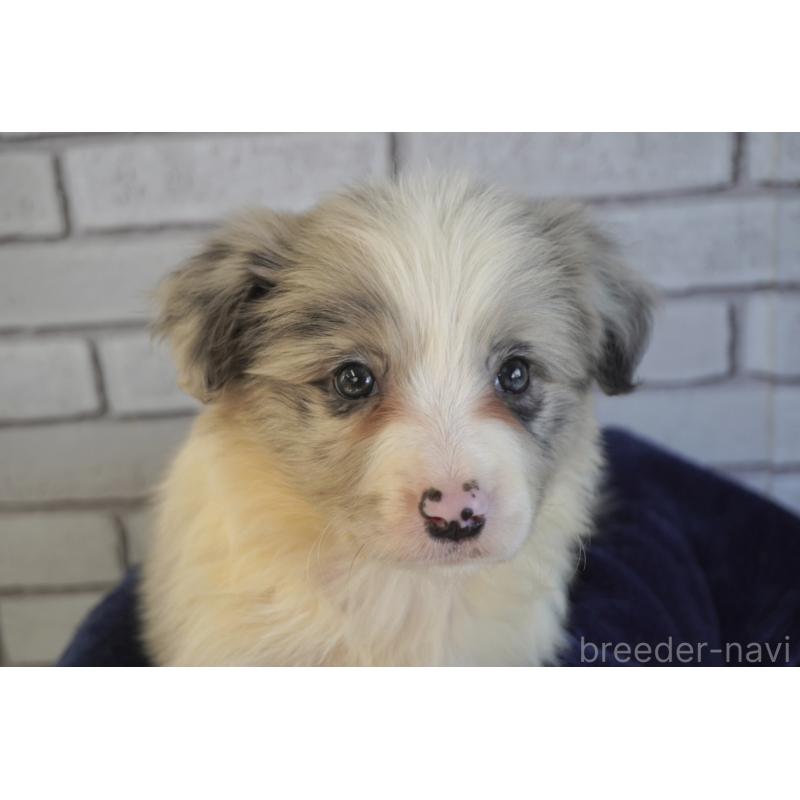 販売中の熊本県のボーダーコリー-456482の6枚目