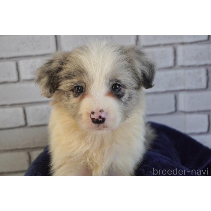 販売中の熊本県のボーダーコリー-456482の5枚目