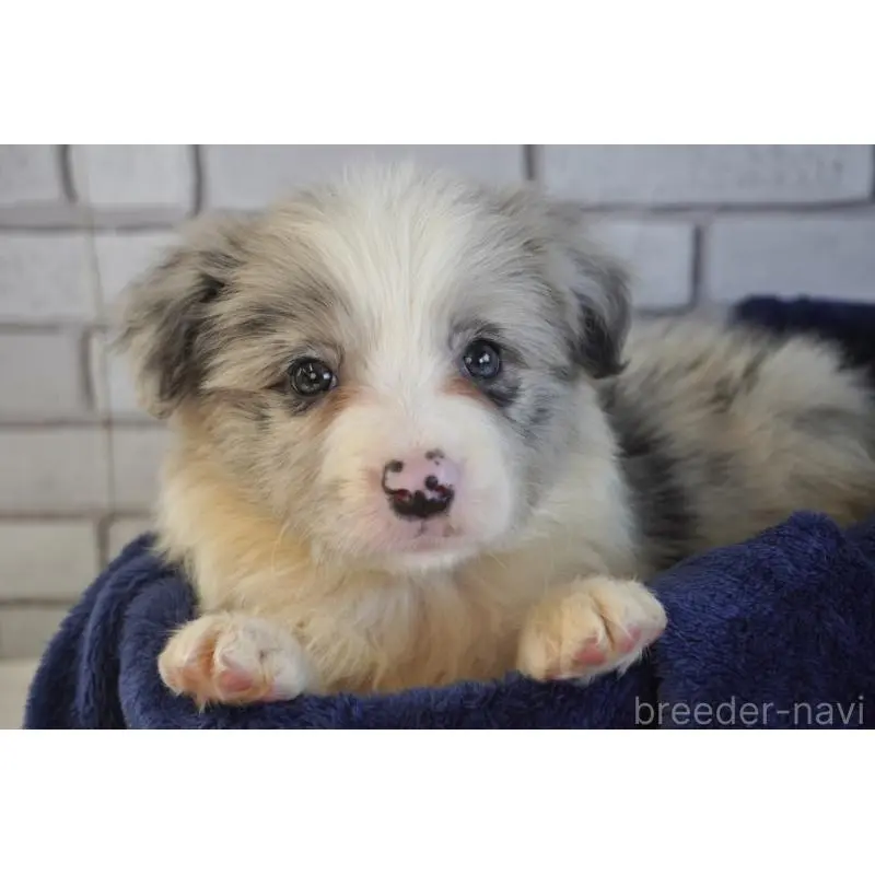 販売中の熊本県のボーダーコリー-456482の4枚目