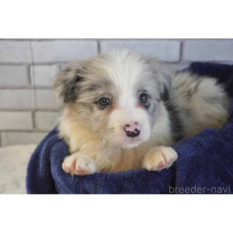 販売中の熊本県のボーダーコリー-456482の3枚目