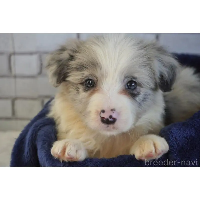 販売中の熊本県のボーダーコリー-456482の2枚目