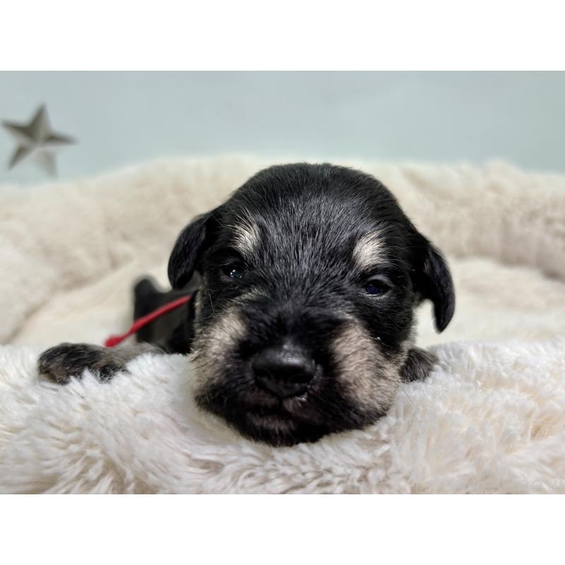 販売中の千葉県のミニチュアシュナウザー-456484の6枚目