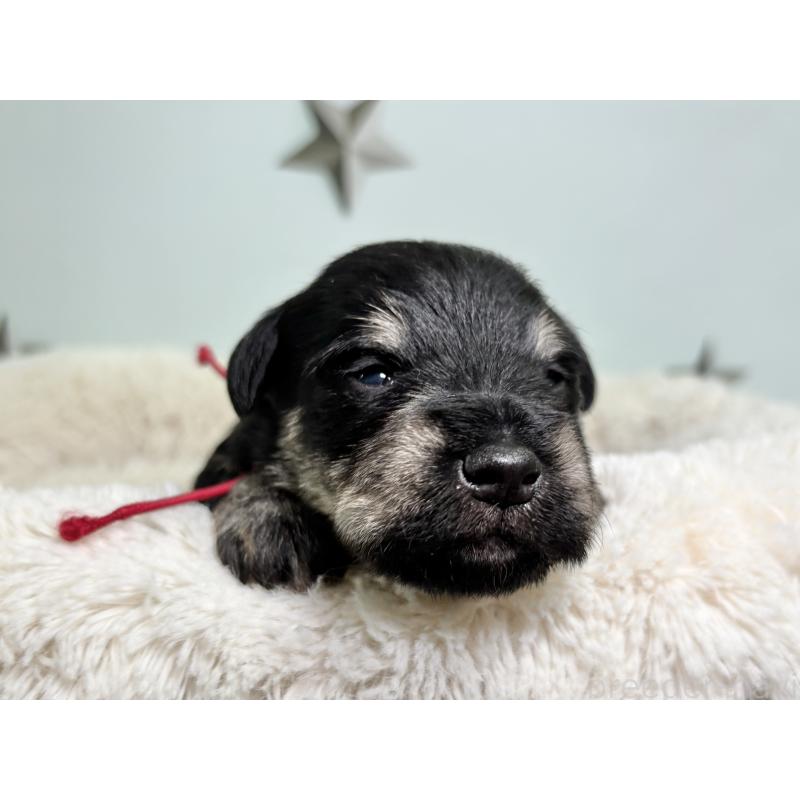 販売中の千葉県のミニチュアシュナウザー-456484の5枚目