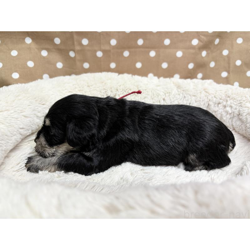 販売中の千葉県のミニチュアシュナウザー-456484の4枚目