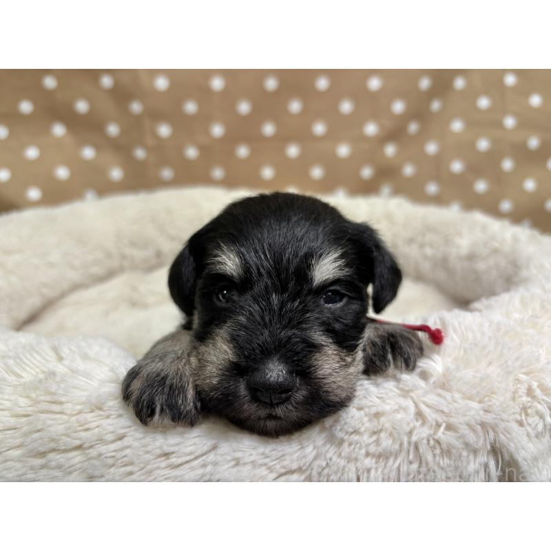 販売中の千葉県のミニチュアシュナウザー-456484の3枚目