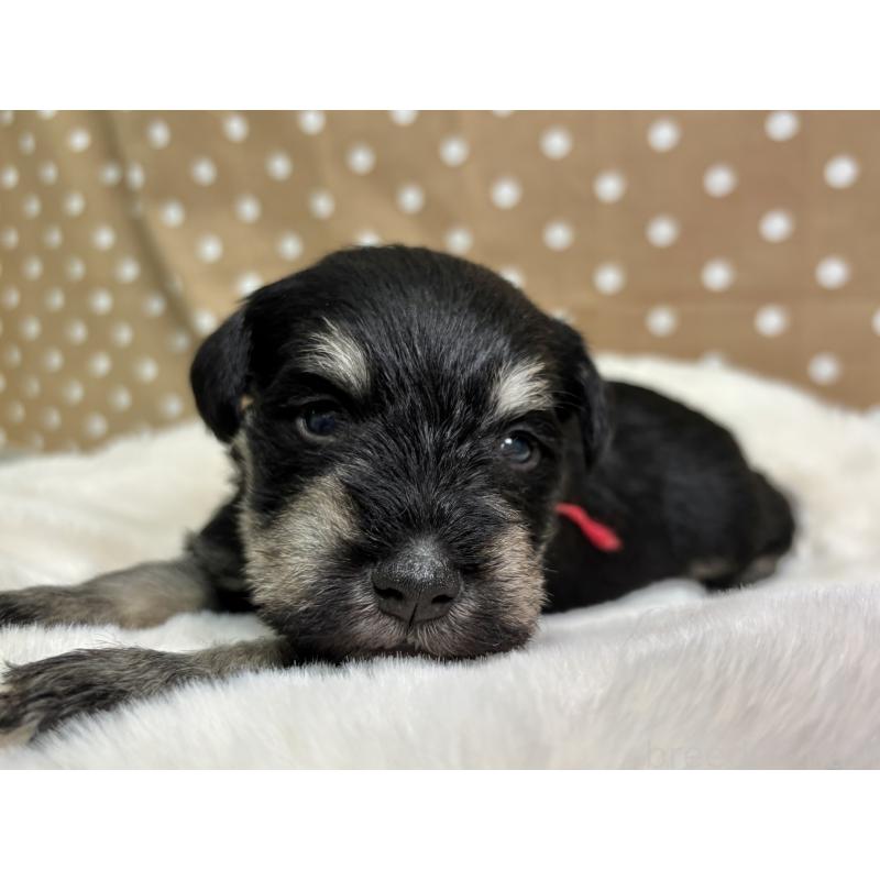 販売中の千葉県のミニチュアシュナウザー-456484の2枚目