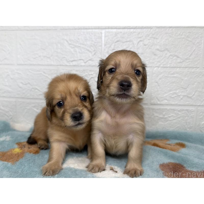 販売中の埼玉県のミニチュアダックスフンド(ロングヘアード)-456485の10枚目