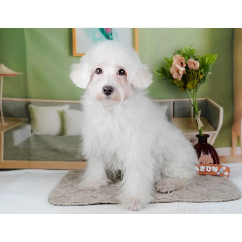 販売中の神奈川県のマルプー:マルチーズ×トイプードル-456492の15枚目